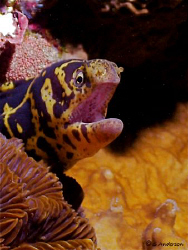 This photo of a Chain Moray was taken in Cozumel at my se... by Steven Anderson 